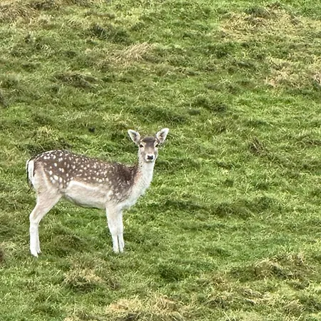 Semesterbostad - Lachenal *