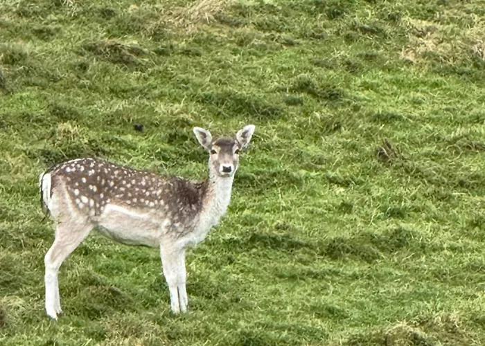 Vakantiehuis - Lachenal *